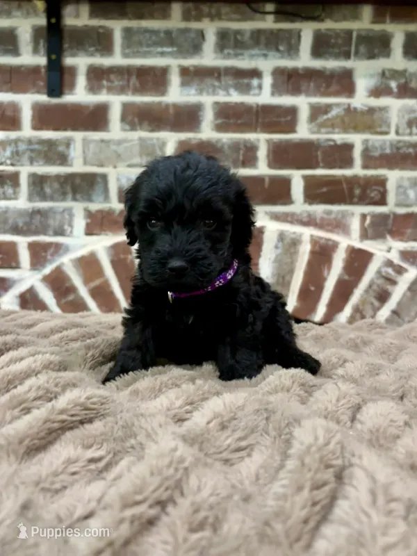 purple – Goldendoodle puppy for sale in Lucedale, MS