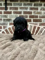 purple, a female Goldendoodle for sale in Lucedale, MS – 1 of 1