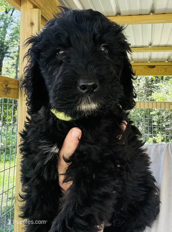 Bright Green – Goldendoodle puppy for sale in Lucedale, MS