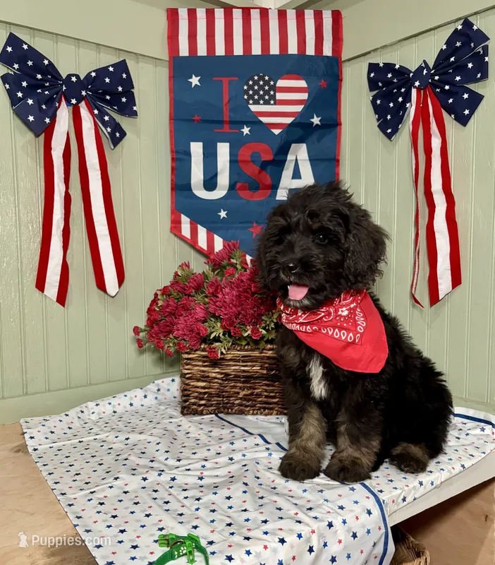 Green Collar – Goldendoodle puppy for sale in Lucedale, MS