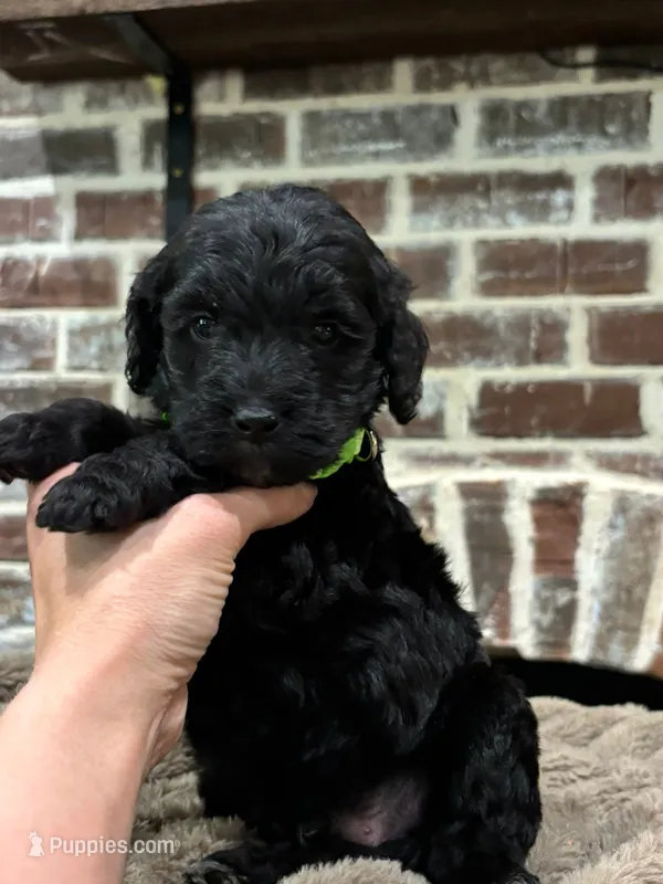 Bright Green – Goldendoodle puppy for sale in Lucedale, MS