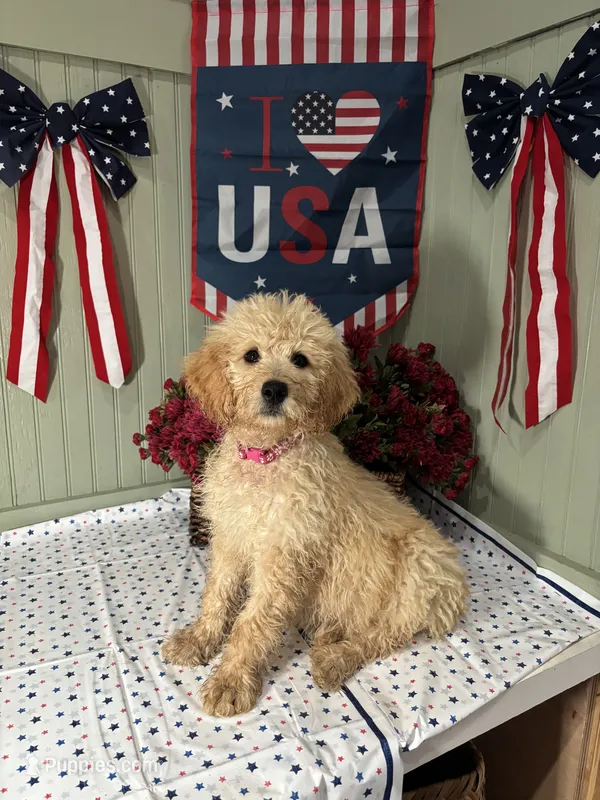 Daisy – Goldendoodle puppy for sale in Lucedale, MS