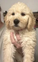 Daisy, a female Goldendoodle for sale in Lucedale, MS – 3 of 5