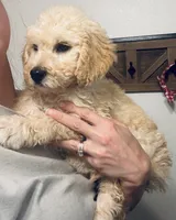 Daisy, a female Goldendoodle for sale in Lucedale, MS – 4 of 5