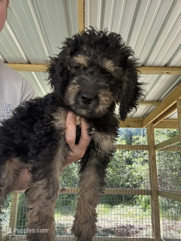 Blue Collar – Goldendoodle puppy for sale in Lucedale, MS