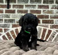 Green Collar, a male Goldendoodle for sale in Lucedale, MS – 1 of 1