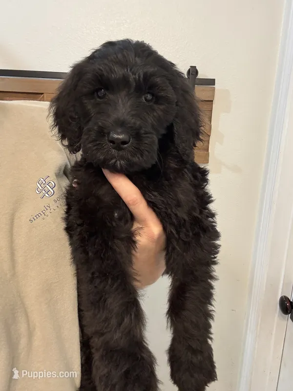pink – Goldendoodle puppy for sale in Lucedale, MS