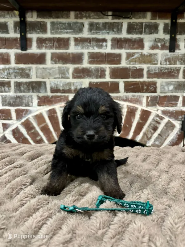 Green – Goldendoodle puppy for sale in Lucedale, MS