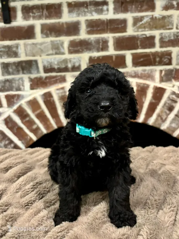 teal – Goldendoodle puppy for sale in Lucedale, MS