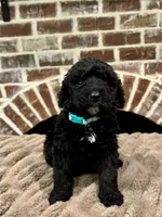 teal, a male Goldendoodle for sale in Lucedale, MS – 1 of 1