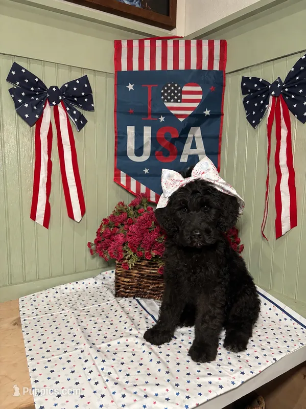pink – Goldendoodle puppy for sale in Lucedale, MS