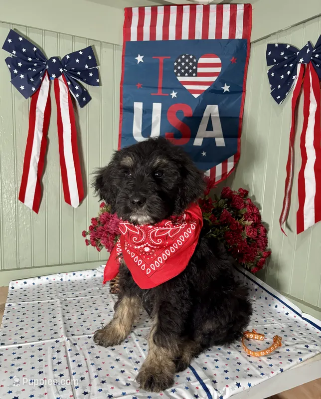 orange – Goldendoodle puppy for sale in Lucedale, MS
