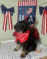orange, a male Goldendoodle for sale in Lucedale, MS – 1 of 2