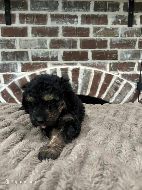 Blue Collar – Goldendoodle puppy for sale in Lucedale, MS