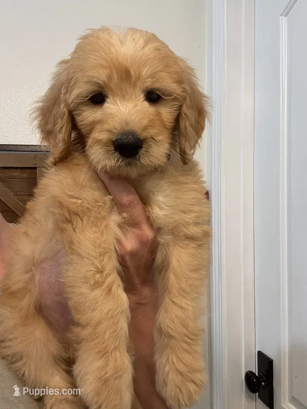 Black collar – Goldendoodle puppy for sale in Lucedale, MS