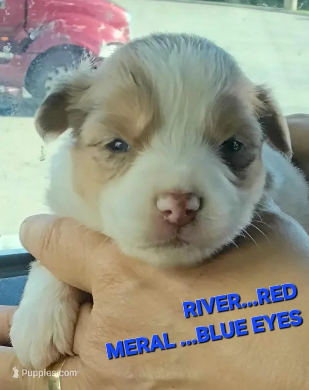 River – Miniature American Shepherd puppy for sale in Bakersfield, CA