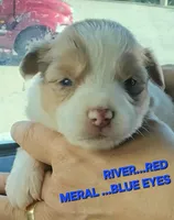 River, a male Miniature American Shepherd for sale in Bakersfield, CA – 1 of 1