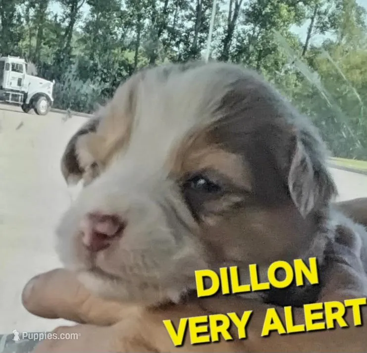 Dillon  – Miniature American Shepherd puppy for sale in Bakersfield, CA