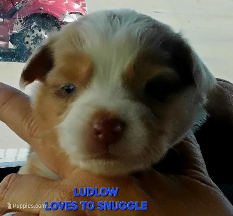 Ludlow – Miniature American Shepherd puppy for sale in Bakersfield, CA