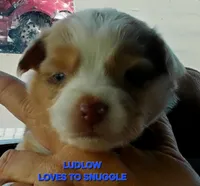 Ludlow, a male Miniature American Shepherd for sale in Bakersfield, CA – 1 of 2