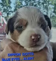 Dipping Dots, a male Miniature American Shepherd for sale in Bakersfield, CA – 1 of 3