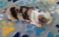 Dipping Dots, a male Miniature American Shepherd for sale in Bakersfield, CA – 3 of 3