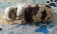 Dipping Dots, a male Miniature American Shepherd for sale in Bakersfield, CA – 2 of 3