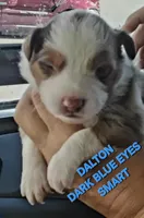 Dalton , a male Miniature Australian Shepherd for sale in Bakersfield, CA – 1 of 4
