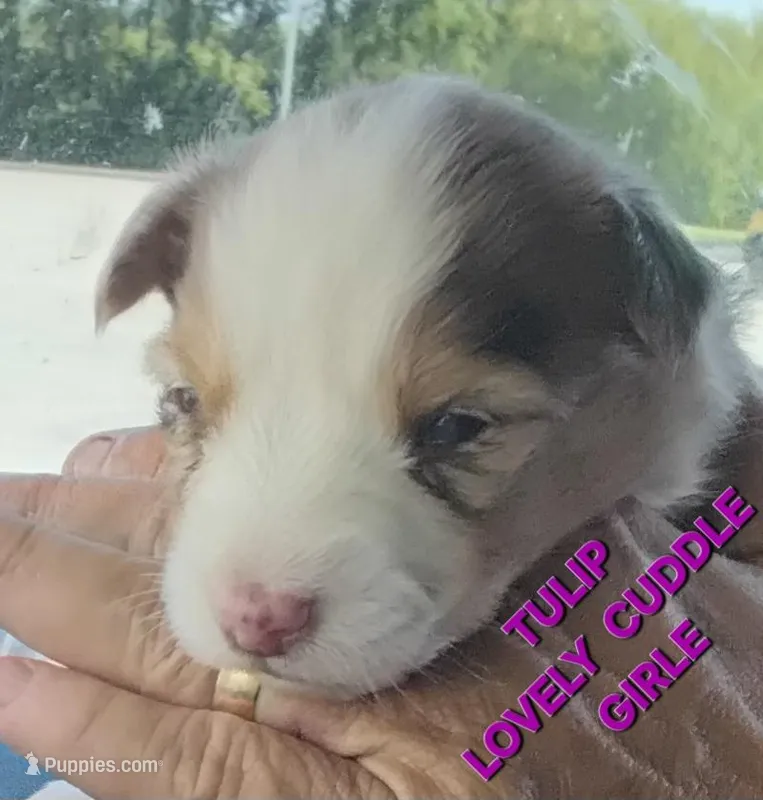Tulip – Miniature American Shepherd puppy for sale in Bakersfield, CA