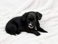 Stella, a female Chipoo for sale in Olympia, WA – 2 of 2