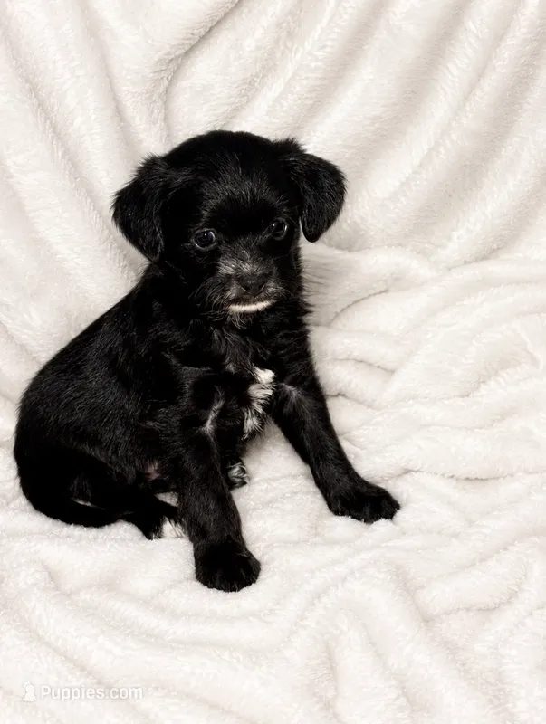 Stella – Chipoo puppy for sale in Olympia, WA