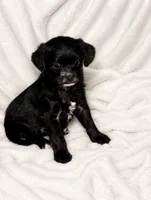 Stella, a female Chipoo for sale in Olympia, WA – 1 of 2
