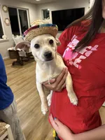 Cisco, a male Chihuahua for sale in Olympia, WA – 3 of 5
