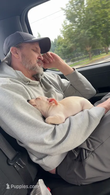 Cisco – Chihuahua puppy for sale in Olympia, WA