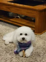 Max, a male Cavachon for sale in Red Oak, TX – Photo 2 of 3