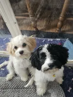 Max, a male Cavachon for sale in Red Oak, TX – Photo 1 of 3