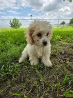 Puppy 1, a male Cavachon for sale in Red Oak, TX – 4 of 4