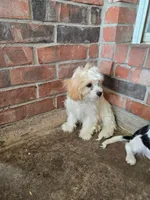 Puppy 1, a male Cavachon for sale in Red Oak, TX – 2 of 4
