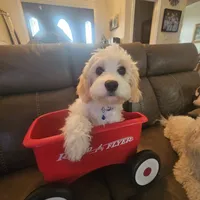 Hank, a male Cavachon for sale in Red Oak, TX – Photo 1 of 5