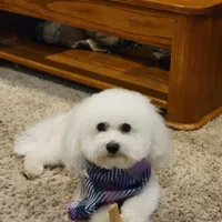 Hank, a male Cavachon for sale in Red Oak, TX – Photo 4 of 5