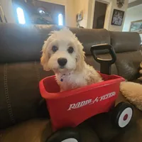 Hank, a male Cavachon for sale in Red Oak, TX – Photo 3 of 5