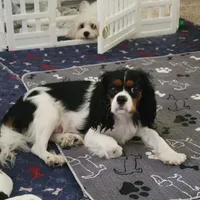 Hank, a male Cavachon for sale in Red Oak, TX – Photo 5 of 5