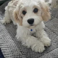 Hank, a male Cavachon for sale in Red Oak, TX – Photo 2 of 5