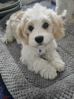 processed/0695c00a-ab8a-4374-8f99-68fbba8cf931/listing/0b564dc4-9d77-4c73-806a-40f28dc4aae0/fd2a021a-741d-49ab-a4a8-7c39e0c9d158