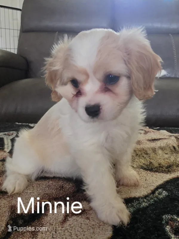 Minnie – Cavalier King Charles Spaniel, Cavachon puppy for sale in Red Oak, TX