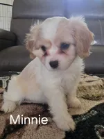 Minnie, a female Cavalier King Charles Spaniel and Cavachon for sale in Red Oak, TX – 1 of 8