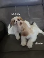 Minnie, a female Cavalier King Charles Spaniel and Cavachon for sale in Red Oak, TX – 4 of 8