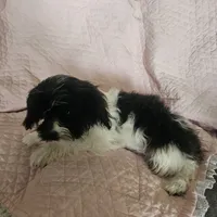 Gracie, a female Cavachon for sale in Red Oak, TX – Photo 4 of 5