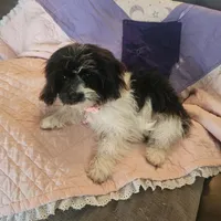 Gracie, a female Cavachon for sale in Red Oak, TX – Photo 3 of 5