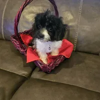 Gracie, a female Cavachon for sale in Red Oak, TX – Photo 2 of 5